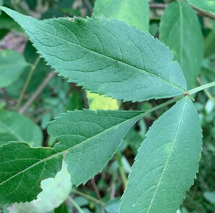  Leaves of elderberry plant.